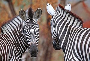 Vor und zurück - Afrika wildlife van W. Woyke