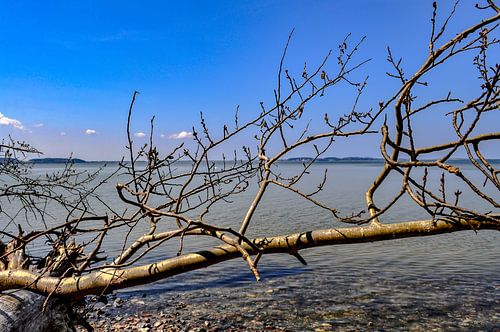 Tronc d'arbre sur le rivage - Großer Jasmunder Bodden près de Lietzow