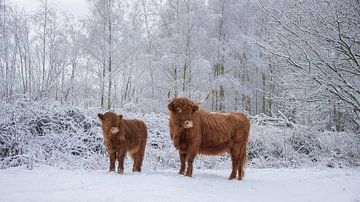 Schotse hooglanders, samen nieuwsgierig...