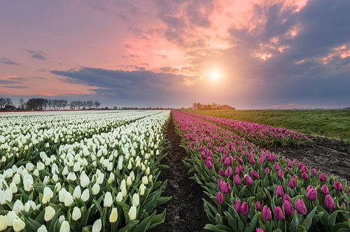 Eerste tulpen lente 2016