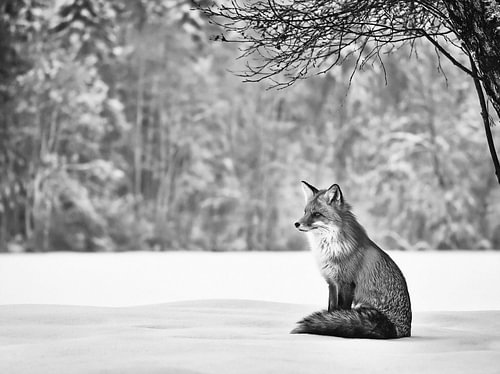 Fuchs in einer verschneiten Landschaft