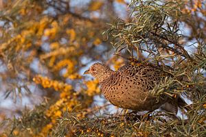 Pheasant in common sea buckthorn  by Rob Kints