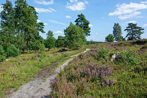 Start of the heather blossom in the Buesenbach valley by Gisela Scheffbuch