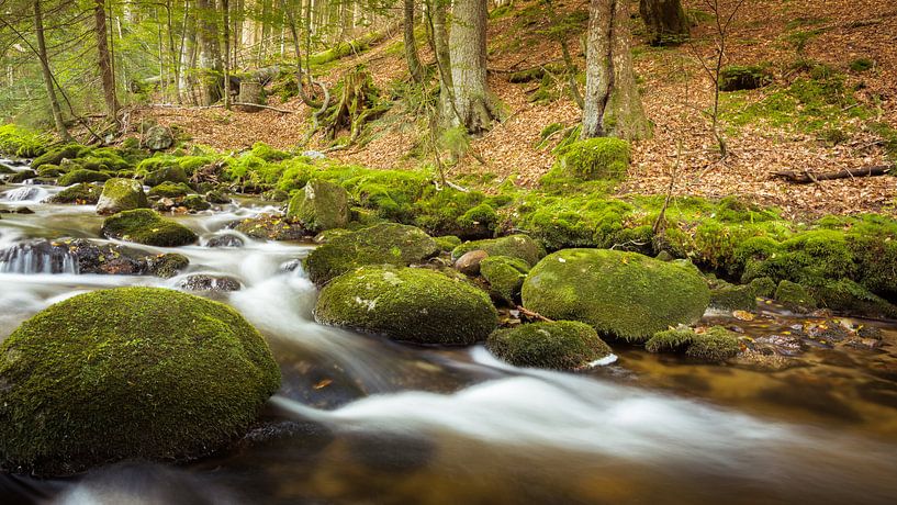 Charming brook in the forest by Tobias Luxberg