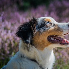 Australian Shepherd im Heidekraut von Sylvia Schuur