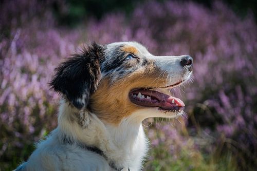 Australian Shepherd in de heide