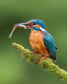 Eisvogel