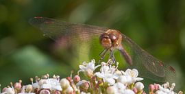 Libelle von Jeroen Meeuwsen