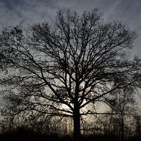 Silhouette d'arbre sur Sammie van der Hooft