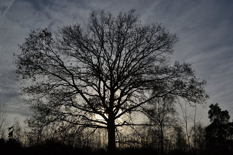 Silhouette d'arbre par Sammie van der Hooft