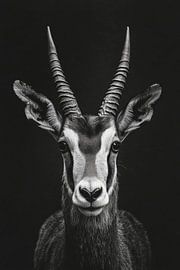 Antilope von Poster Art Shop