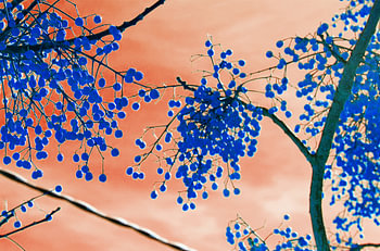 Blaue Beeren in der Luft