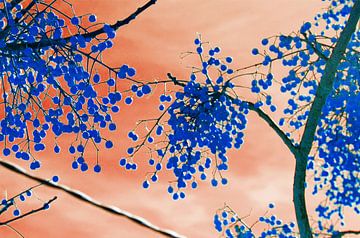 Blue berries in the air van Edith van Aken