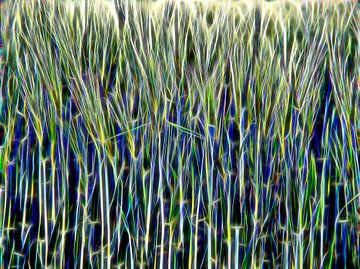 Grafiek graangewassen