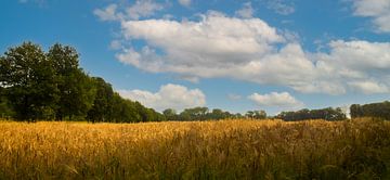 Grain field, Mariënwaerdt by Nynke Altenburg