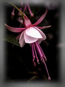 Fuchsie von Rob Boon