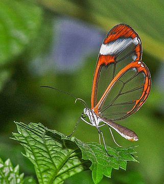 Doorzichtige Vlinder