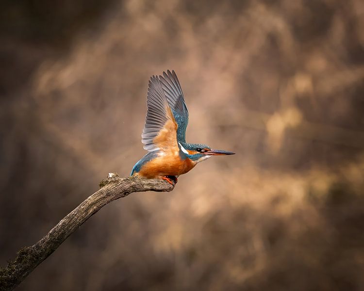 Eisvogel beim Ansitz und warten auf Beute von Hans-Bernd Lichtblau