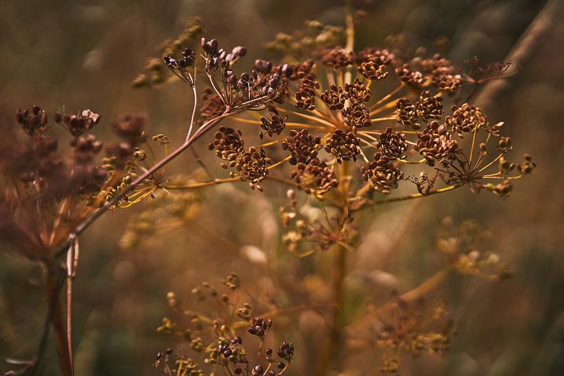 Symphony in shades of brown. Beauty in decay. by Marloes van Pareren