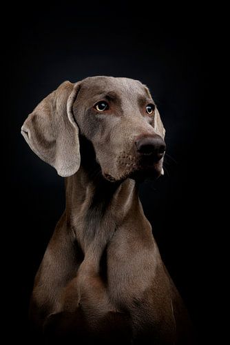 Portrait Weimaraner