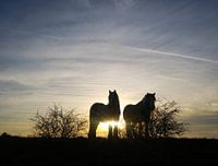 Paarden (Tinkers) op de dijk tijdens zonsondergang