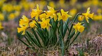 Daffodils