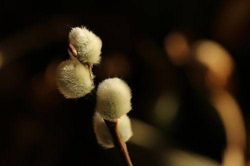 Willow cats in close-up shot