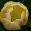Tulp van Martine Verhave