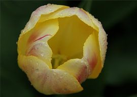 Tulp by Martine Verhave