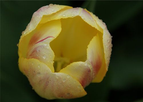 Tulp