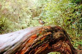 Vogel van Myrthe Vlasveld