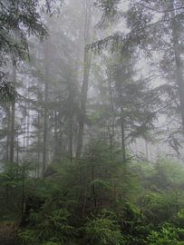 Pfade der Stille VII – Schleier der Urzeit von Helmut Martin