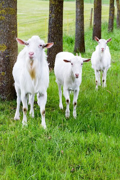 Witte geiten in gras met boomstammen par Ben Schonewille