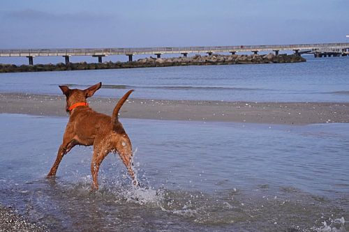 Waterspelletjes aan de Baltische Zee met een Magyar Vizsla.