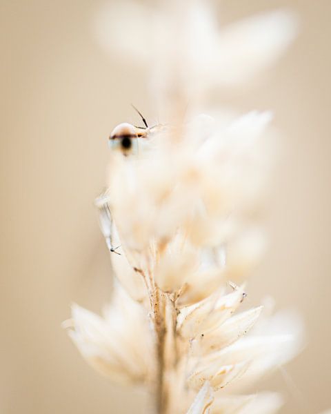 Staring contest with a dragonfly by Jan