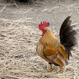 proud rooster on a farm yard by W J Kok
