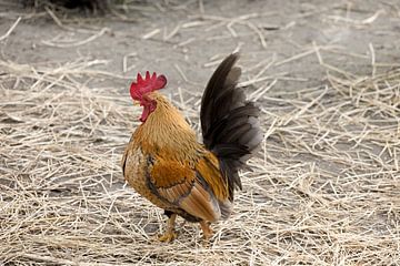 coq fier dans une cour de ferme sur W J Kok