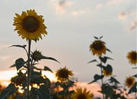 Sonnenblume bei Sonnenuntergang