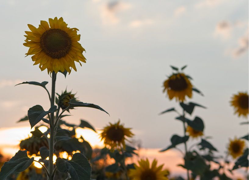 Sonnenblume bei Sonnenuntergang von Carole Winchester