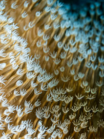 Xenia sp. sur Enak Cortebeeck