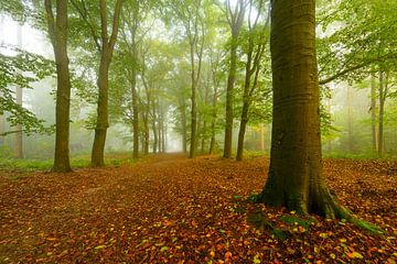 Weg in einem stimmungsvollen Wald im Herbst mit Nebel in der Luft von Sjoerd van der Wal Fotografie