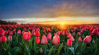 Zonnestralen strelen een rood tulpenveld van Rene Siebring thumbnail