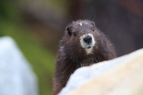 Vancouver Eiland Marmot, Marmota vancouverensis, Mount Washington, Vancouver Eiland, BC, Canada