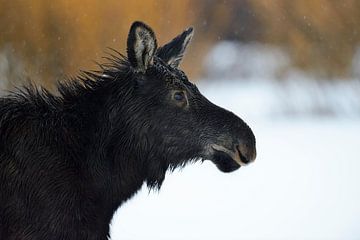 Moose ( Alces alces ), headshot of a calf, Grand Teton NP van wunderbare Erde