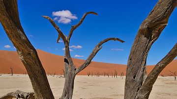 Dead tree in Sossusvlei by Timon Schneider