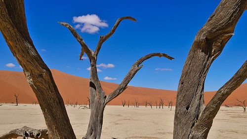 Dode boom in Sossusvlei