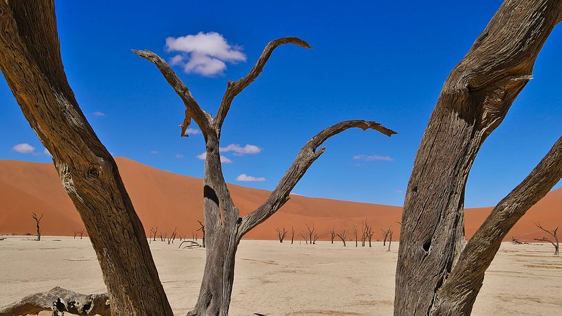 Dead tree in Sossusvlei by Timon Schneider