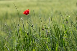 coquelicot sur Christina Neuhaus-Petrosino