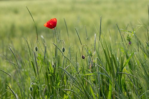 papaver