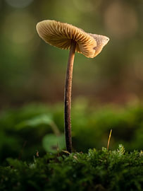 Pilz im Moos - Naturpoesie